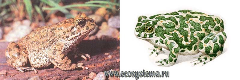 Зеленая жаба — Bufo viridis