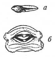 Внешний вид (а) и ротовые диски (б) у головастиков камышовой жабы