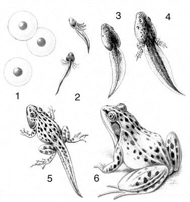 Рис. 1. Метаморфоз лягушки: 1 — яйца (икра), 2 — головастик с наружными жабрами, 3 — без жабр, 4 — с задними ногами, 5 — со всеми ногами и с хвостом, 6 — лягушка.