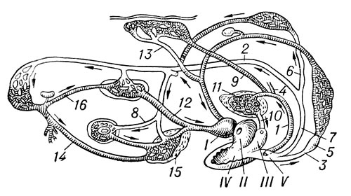 Схема кровеносной системы лягушки