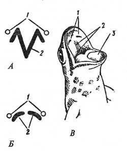 Ротовая полость и схема небных зубов у сибирского углозуба