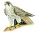 Кречет - Falco rusticolus