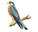 Дербник - Falco columbarius