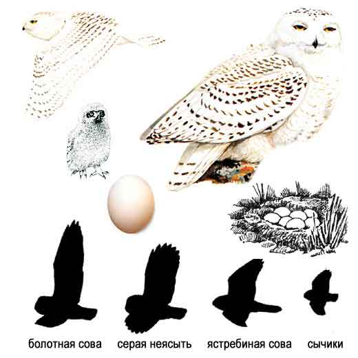 Белая сова — Nyctea scandiaca