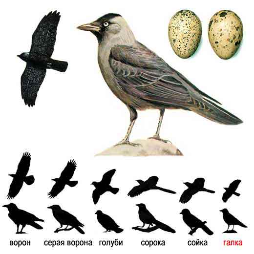 Обыкновенная галка — Corvus monedula