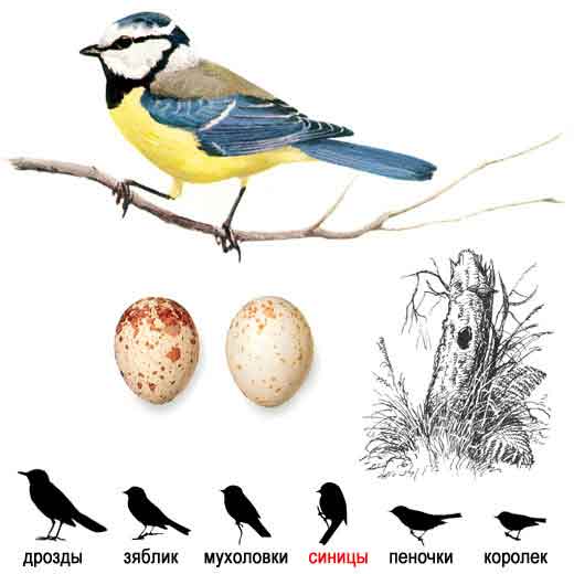 Лазоревка, или зеленая, или голубая лазоревка — Parus caeruleus