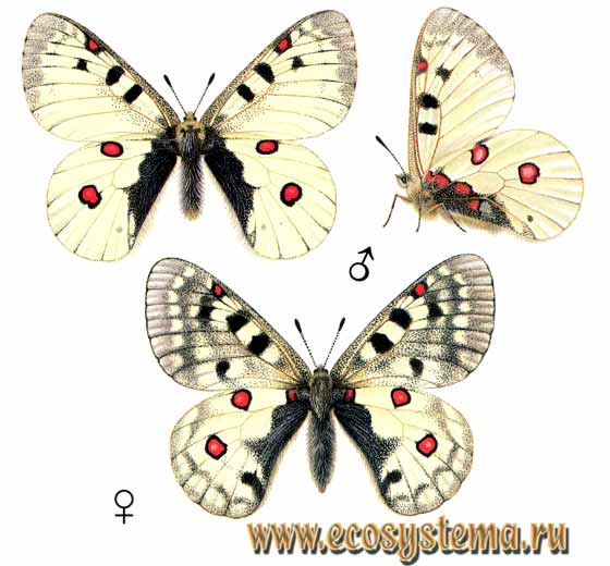 Аполлон феб - Parnassius phoebus, парусник феб, Феб, Parnassius delius, Papilio phoebus, Papilio delius