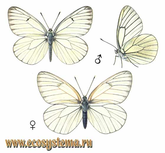 Боярышница - Aporia crataegi, белянка боярышниковая, Papilio crataegi, Papilio nigronervosus