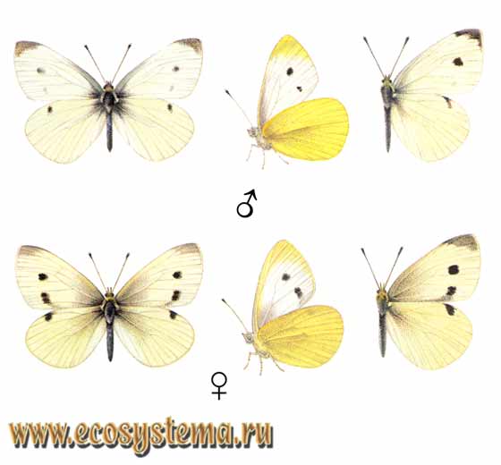 Репница - Pieris rapae, белянка репная, Pieris rapae deleta, Artogeia rapae, Papilio rapae, Pontia rapae