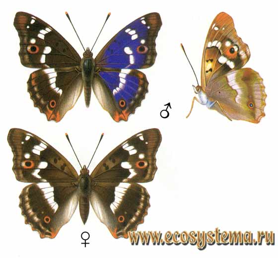 Переливница тополёвая - Apatura ilia, радужница малая, переливница илия, переливница малая, Papilio ilia, Papilio julia, Papilio laura
