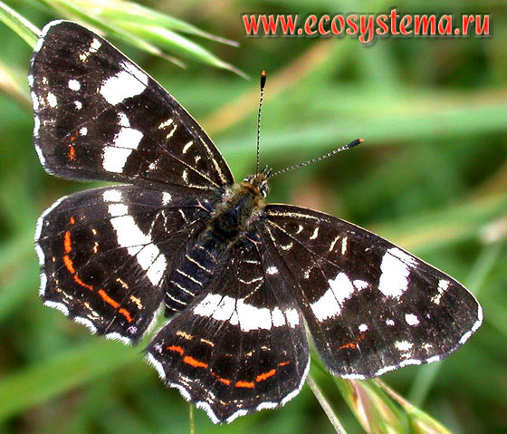 Пестрокрыльница изменчивая - Araschnia levana, пестрокрыльница левана, сеточница весенняя, Papilio levana, Araschina levana