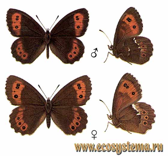 Чернушка кофейная - Erebia ligea, чернушка лигия, Лигея, коричневый сатир, Erebia ligea meridionalis, Erebia ligea kamensis, Erebia ligea dovrensis, Papilio ligea
