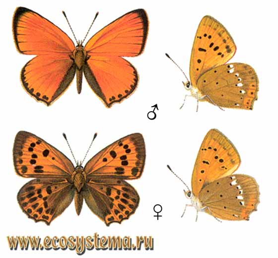 Червонец огненный - Lycaena virgaureae, многоглазка огненная, червонец золотарниковый, Heodes virgaureae, Papilio virgaureae