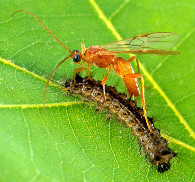 Наездник Aleiodes indiscretus нападает на гусеницу непарного шелкопряда.