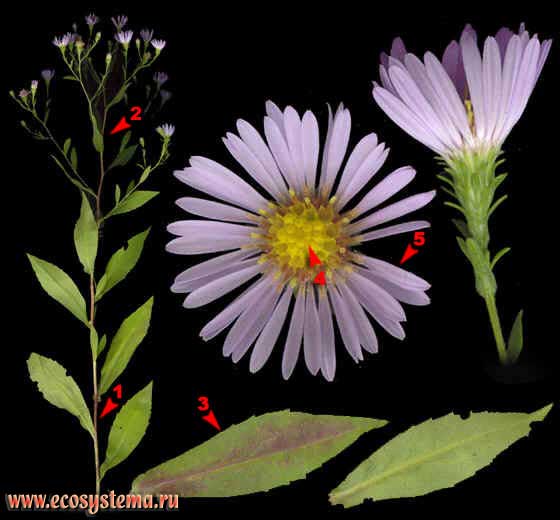 Астра иволистная — Aster salignus Willd. (Aster salicifolius Scholl.)