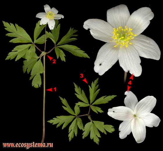 Ветреница дубравная — Anemone nemorosa L. (Anemonoides nemorosa (L.) Holub)