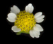 Галинзога мелкоцветковая - Galinsoga parviflora Cav.