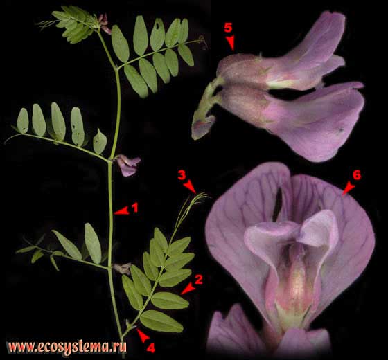 Горошек заборный — Vicia sepium L.