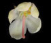 Грушанка круглолистная - Pyrola rotundifolia L.
