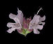 Душица обыкновенная - Origanum vulgare L.