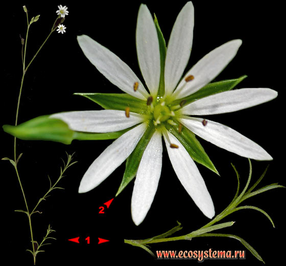 Звездчатка злаковая — Stellaria graminea L..