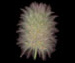 Клевер пашенный - Trifolium arvense L.