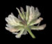 Клевер ползучий - Trifolium repens L.