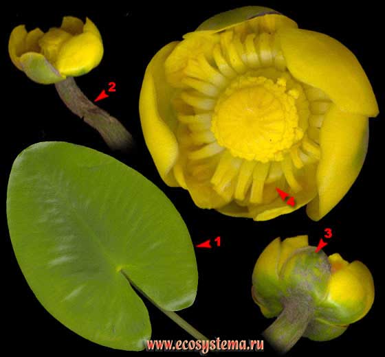 Кубышка желтая — Nuphar lutea (L.) Smith