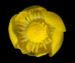Кубышка желтая - Nuphar lutea (L.) Smith