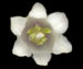 Ландыш майский — Convallaria majalis L.