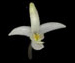 Любка двулистная — Platanthera bifolia (L.) Rich.