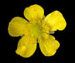 Лютик едкий — Ranunculus acris L.