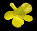 Лютик кашубский - Ranunculus cassubicus L.