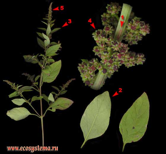 Марь красная —  Chenopodium rubrum L..