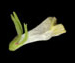 Марьянник луговой — Melampyrum pratense L.