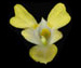 Недотрога мелкоцветковая — Impatiens parviflora DC.