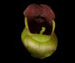 Норичник шишковатый — Scrophularia nodosa L.