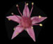 Очиток пурпурный - Sedum telephium L. 