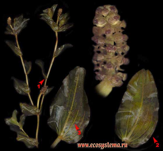 Рдест пронзённолистный — Potamogeton perfoliatus L. 
