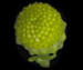 Ромашка пахучая - Chamomilla suaveolens (Pursh) Rydb.