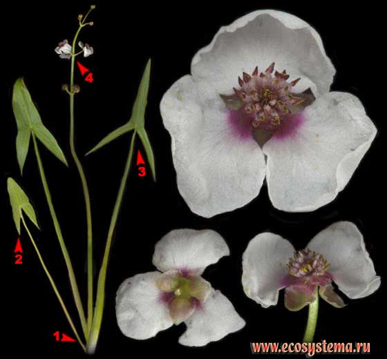 Стрелолист обыкновенный — Sagittaria sagittifolia L.