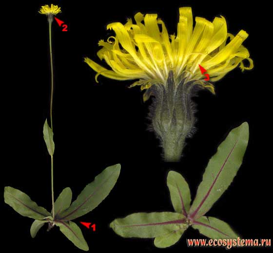 Тромсдорфия пятнистая, или крапчатая — Trommsdorffia maculata (L.) Bernh. (Achyrophorus maculatus (L.) Scop.)
