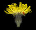 Тромсдорфия пятнистая - Trommsdorffia maculata (L.) Bernh.