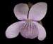 Фиалка болотная - Viola palustris L.
