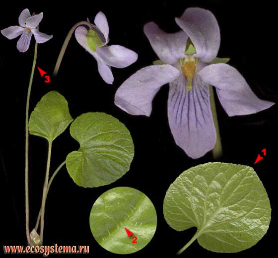 Фиалка лысая — Viola epipsila Ledeb.