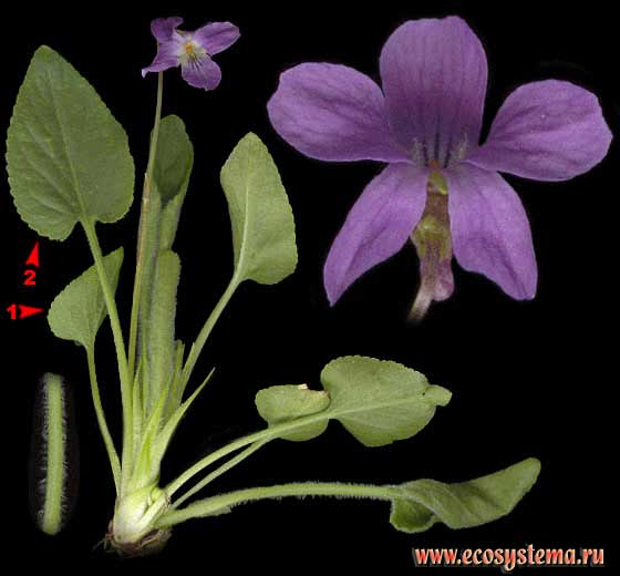 Фиалка опушенная — Viola hirta L.