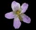 Фиалка удивительная — Viola mirabilis L.