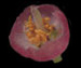 Черника — Vaccinium myrtillus L.