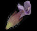 Черноголовка обыкновенная - Prunella vulgaris L.