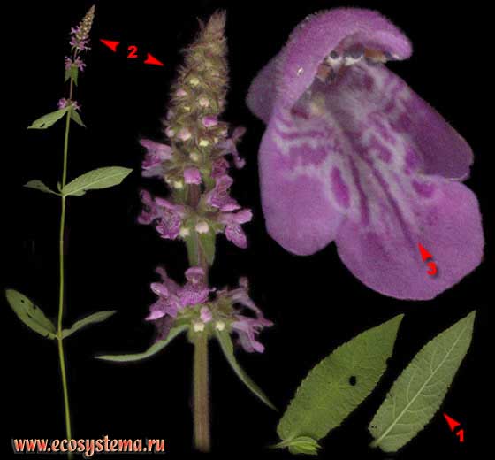 Чистец болотный — Stachys palustris L.
